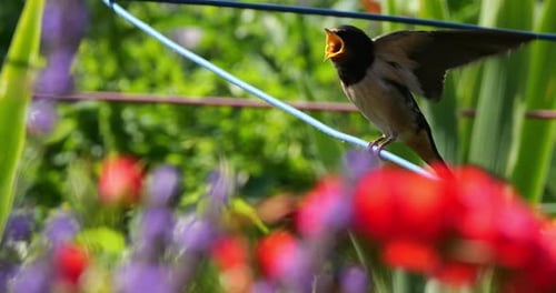 Barn swallows (Hirundo rustica) feeding chicks, Southern France