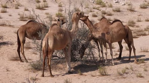 Group of Middle Eastern Camels in the Desert in Abu Dhabi UAE