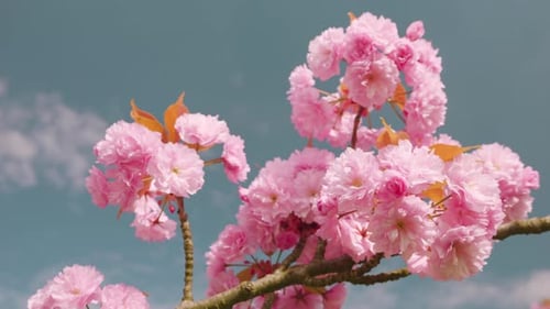 Pink flowers on the tree of flowering Sakura. Cherry blossom in spring.