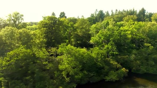 Vue aérienne latérale d'une forêt dense au bord d'un grand lac.
