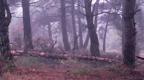 Dark foggy moody pine forest with panning from left to right