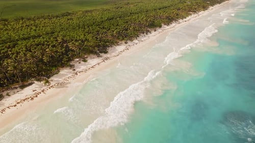 Pristine white sand beach with turquoise sea waters meeting dense palm forest