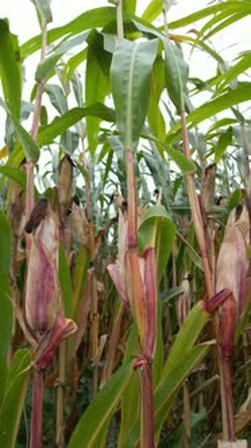 Corn Crops CloseUp