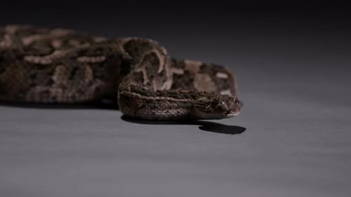 Venomous Gaboon Viper Isolated in Studio