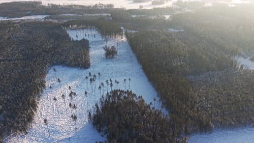 Aerial Winter Landscape of Cleared Forest Highlighting Nature's Transformation