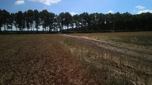 Canola field aerial view in Ukraine