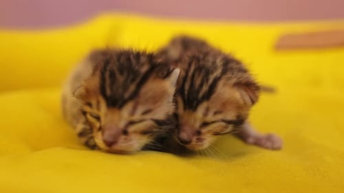 Three Spotted Kittens Sleeping Calmly on Yellow Cushion