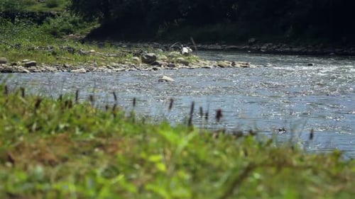 DOLLY MOTIN River