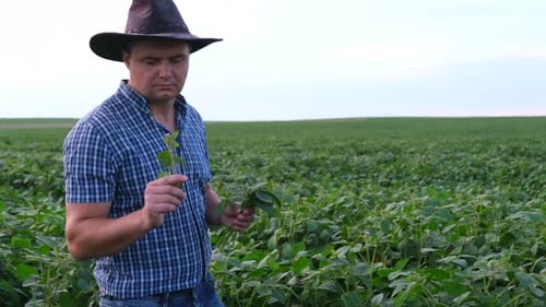 Farmer in Soybean Fields Young Farmer in Field Studying Soybeans Farmer Walking Agriculture Natural