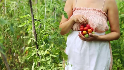 Woman Harvests Fresh Tomatoes in a Garden