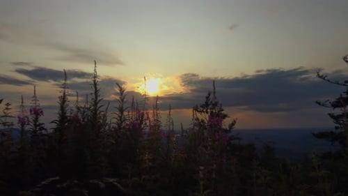 Beautiful sunset with pink mountain flowers in the foreground.