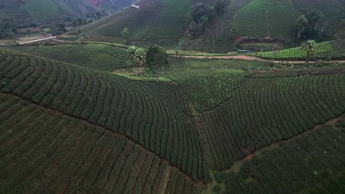 Aerial View of Tea Fields Covering Green Hills with Scattered Trees in Soft Morning Light in Vietnam