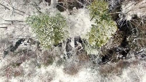 Snow covered forest, aerial top down view
