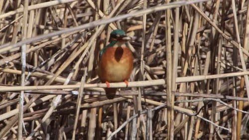A Common Kingfisher (alcedo atthis) in the Reed, Germany
