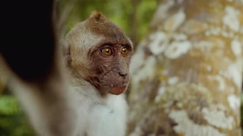 Close Up of Monkey Sitting in Tropical Jungle