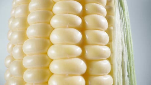 Corn cob rotates on a white background, close-up, camera slides down.