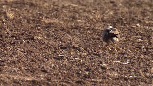 Long legged buzzard Adult Landing on field, Israel