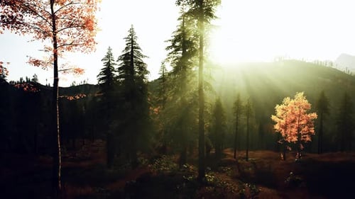 Forêt sereine à l'aube offrant des vues tranquilles et une beauté naturelle