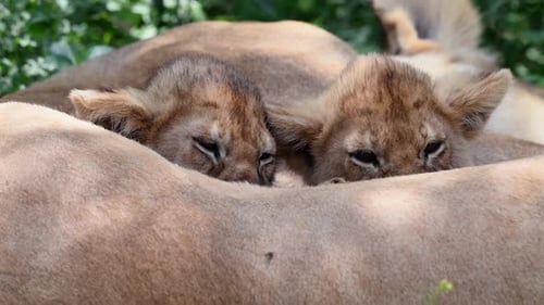 Lioness and cubs relaxing in Tanzania grassland