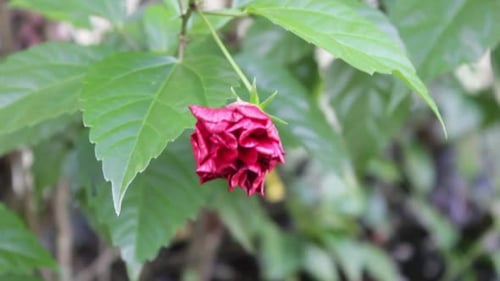 the beauty of red flowers blowing in the wind