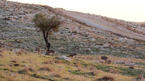 Israeli mountain gazelle