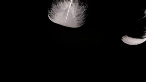 Falling white swan feathers on a black background. Slow motion.