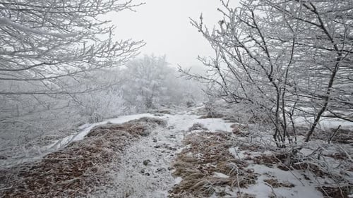 Winter landscape of frosty trees and snowy trail leading through a serene forest