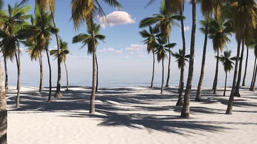 Tropical landscape with palm trees, sky and sea. Travel, trip, tourism