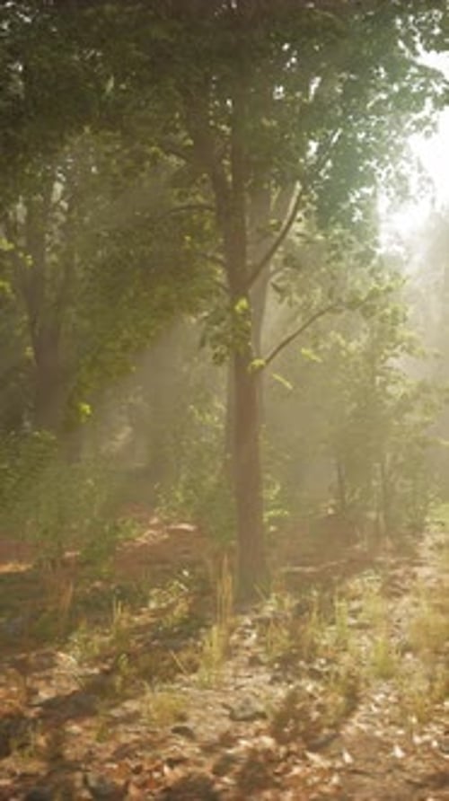 La lumière matinale filtre une forêt sereine aux premières heures de la journée