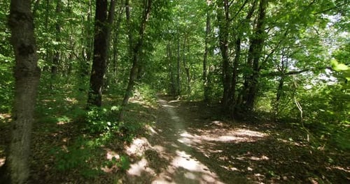 Ein Waldweg in einem dichten grünen Wald