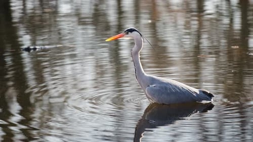 Grey heron (Ardea cinerea) foraging for fish walking in shallow pond water - tracking shot