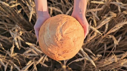 Woman in white linen shirt showing in camera bread in field of golden wheat at sunset top view.