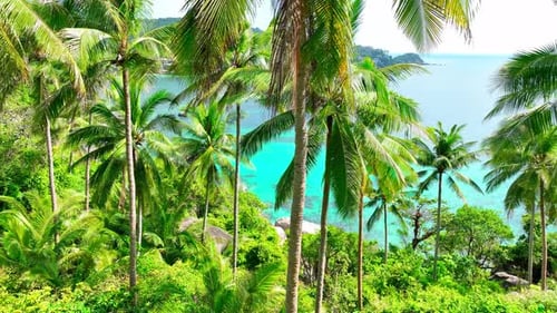 Stunning many coconut trees in tropical island. Koh Tao, Thailand. 4K.