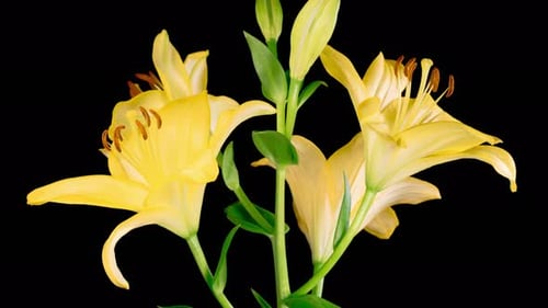 Blooming Yellow Lilies on Black Background, Close Up