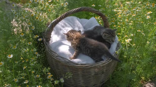 Kittens Nap in Woven Basket Among Daisies