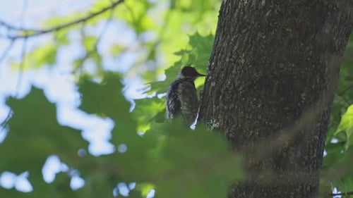 Side Portrait Of An American Three-toed Woodpecker Pecking On Bark Of A Tree Trunk. wide