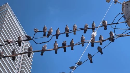Close-up of pigeons perched on power lines with a high-rise building in the background under a