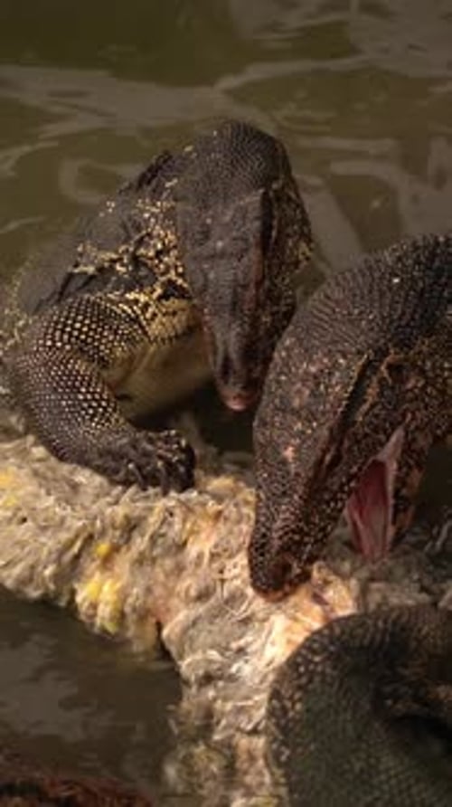 Ralentissement d'un lézard moniteur se nourrissant de poissons au parc Lumphini, à Bangkok