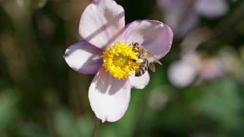 Bees Pollinating Flowers in a Vibrant Garden During Springtime