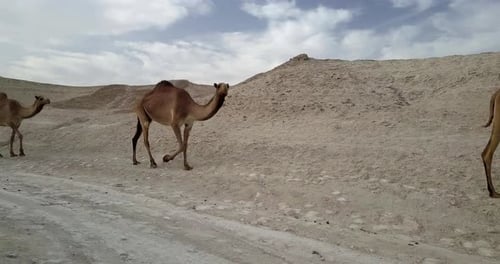 Camels Herd in the desert