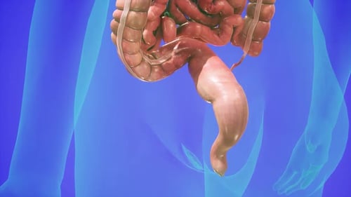 Human Digestive System 3D Anatomy Animation