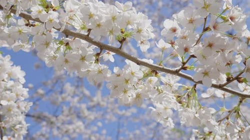A low-angle close-up shot of a blooming Sakura tree branch, with pink blossoms in focus. The camera