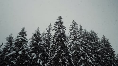 Schneebedeckte Bäume im Schneesturm mit immergrünen Silhouetten, statische Ansicht