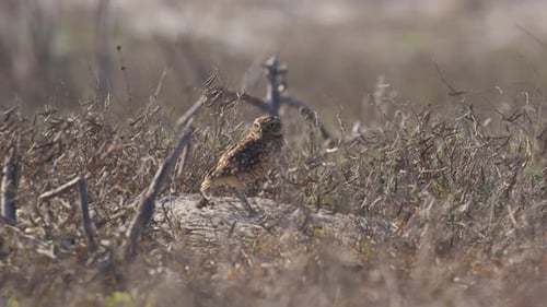 Mittlere Aufnahme einer brasilianischen Grabeeule auf einem Ast zwischen getrocknetem Gras auf einem Feld an einem sonnigen Tag (Athe)