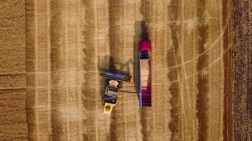 Aerial Drone Top View From Above Overloading Grain From Combine Harvesters Into Grain Truck in Field