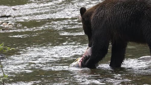 Brown bear peels skin from spawning salmon in shallow stream, slo mo