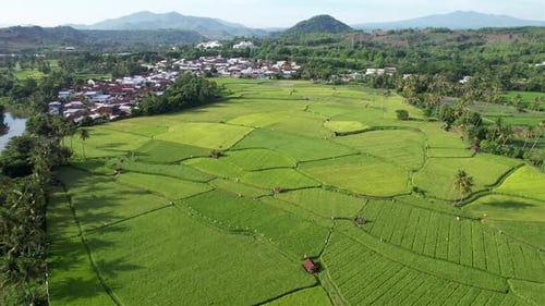 Rice Field