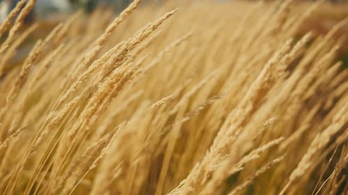 Wheat Field Ears of Wheat Swaying From the Gentle Wind Golden Ears are Slowly Swaying in the Wind