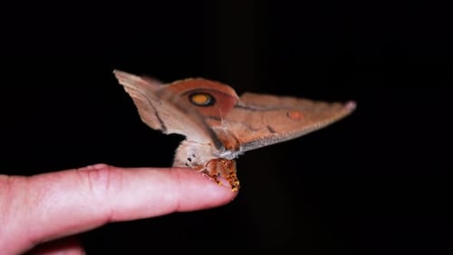 Giant moth on finger flapping wings, front