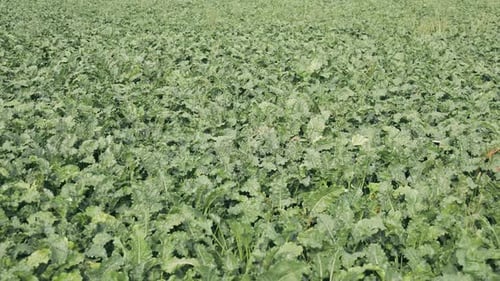 Beet Field Agriculture Beetroot Grows in the Field Sugar Beet Harvest